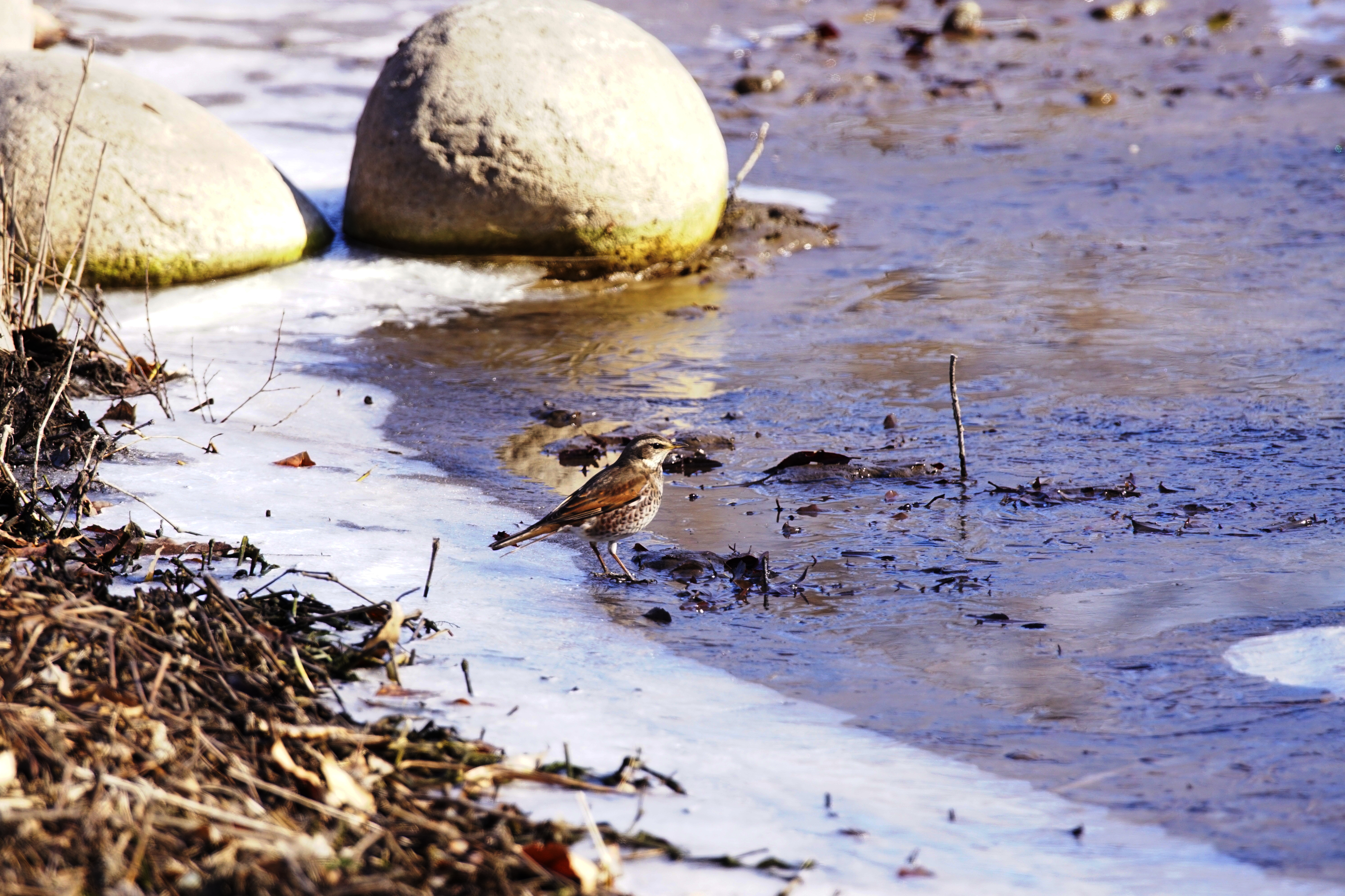 cO~,Dusky Thrush